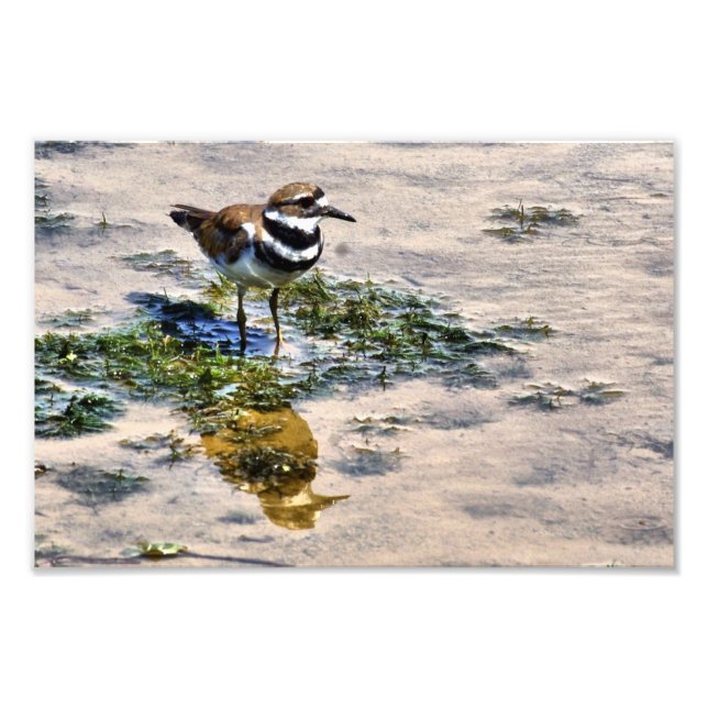Impression Photo Kildeer reflété dans l'eau (Devant)