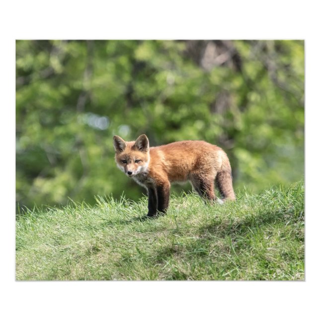 Impression Photo Kit de Fox rouge (Devant)