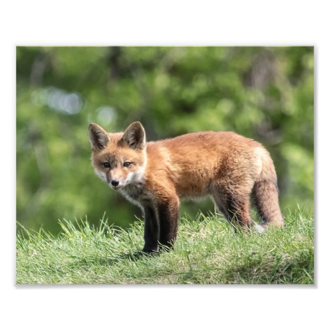 Impression Photo Kit de Fox rouge (Devant)