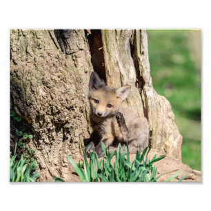 Impression Photo Kit Fox 10x8 dans la vallée de l'Hudson