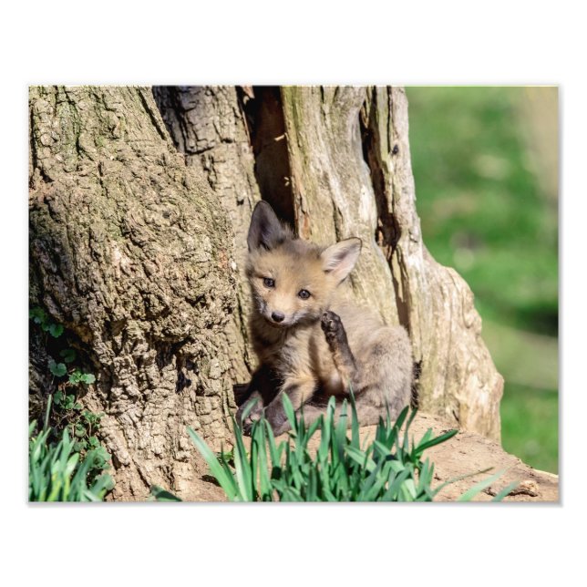 Impression Photo Kit Fox 14x11 dans la vallée de l'Hudson (Devant)
