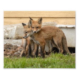 Impression Photo Kits d'amour Fox