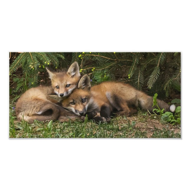Impression Photo Kits de Fox (Devant)