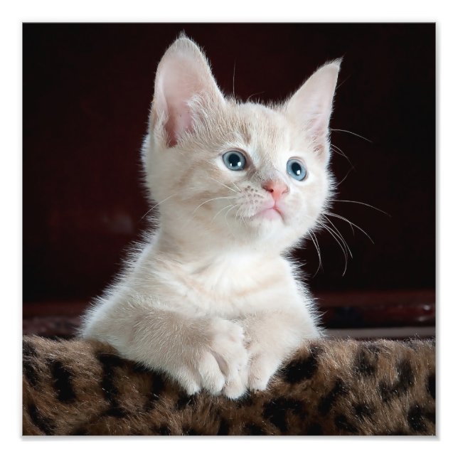 Impression Photo Kitten blanc adorable avec yeux bleus et nez rose (Devant)