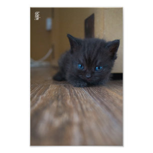 Impression Photo Kitten noir