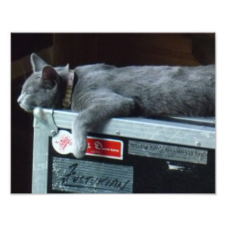 Impression Photo Kitten sur un Coque routier