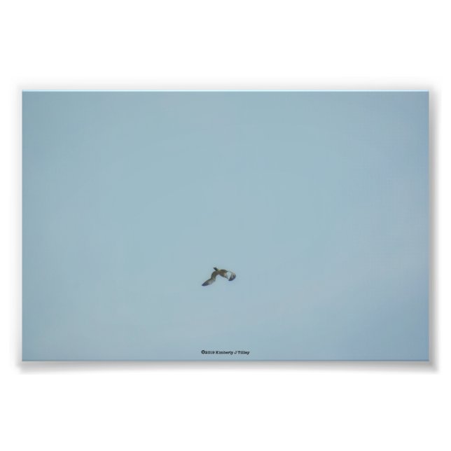 Impression Photo Kittiwake à patte noire (Devant)