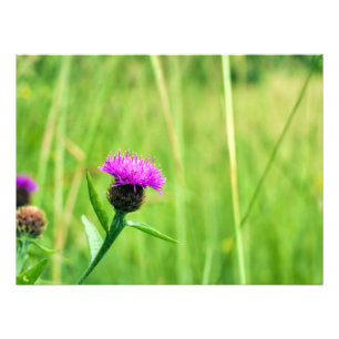 Impression Photo Knapweed