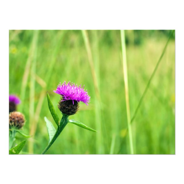 Impression Photo Knapweed (Devant)