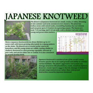 Impression Photo Knotweed japonais