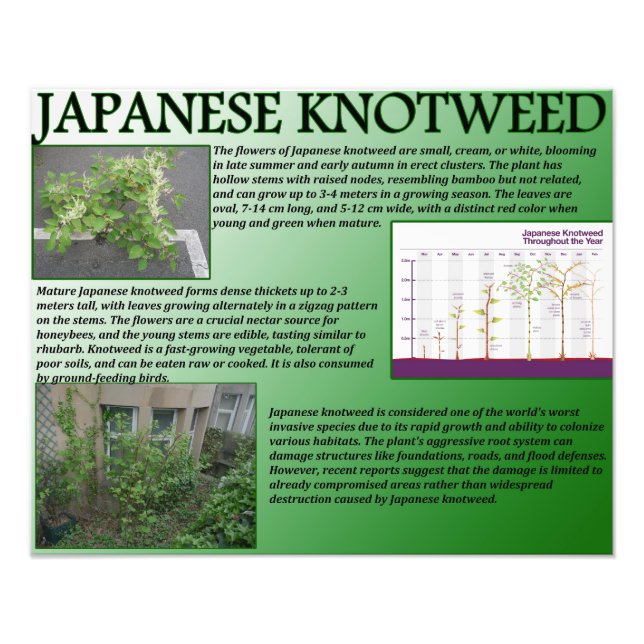 Impression Photo Knotweed japonais (Devant)