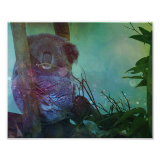 Impression Photo "Koala dormant"