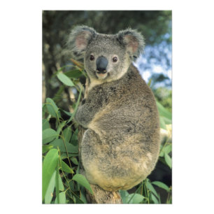 Impression Photo Koala, Phascolarctos cinereus), en voie de dispari