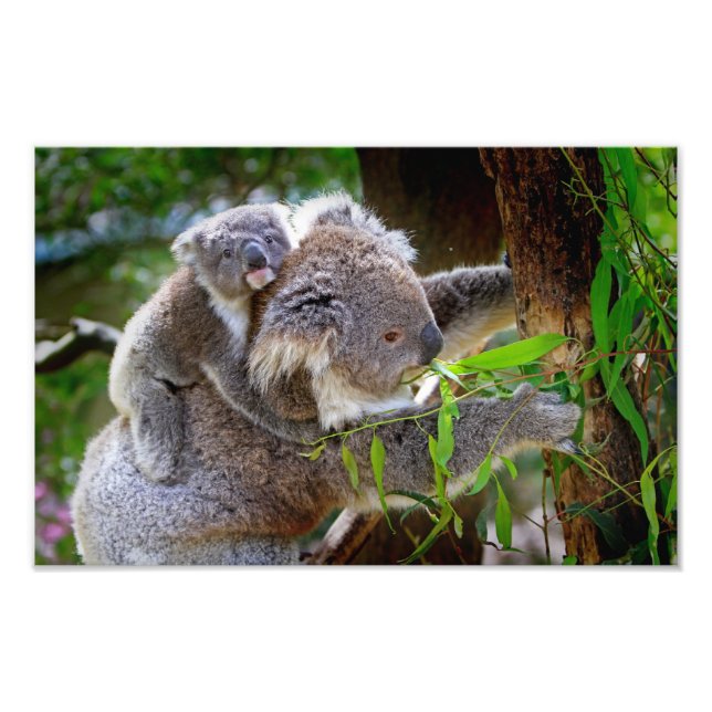 Impression Photo Koalas mignons (Devant)