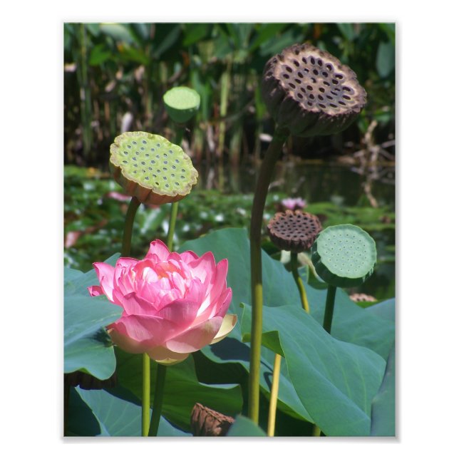 Impression Photo KODAK Imprimer Lotus & Pods Rose (Devant)