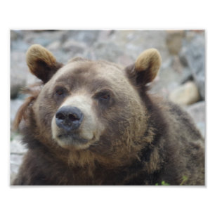 Impression Photo Kodiak Bear Closeup