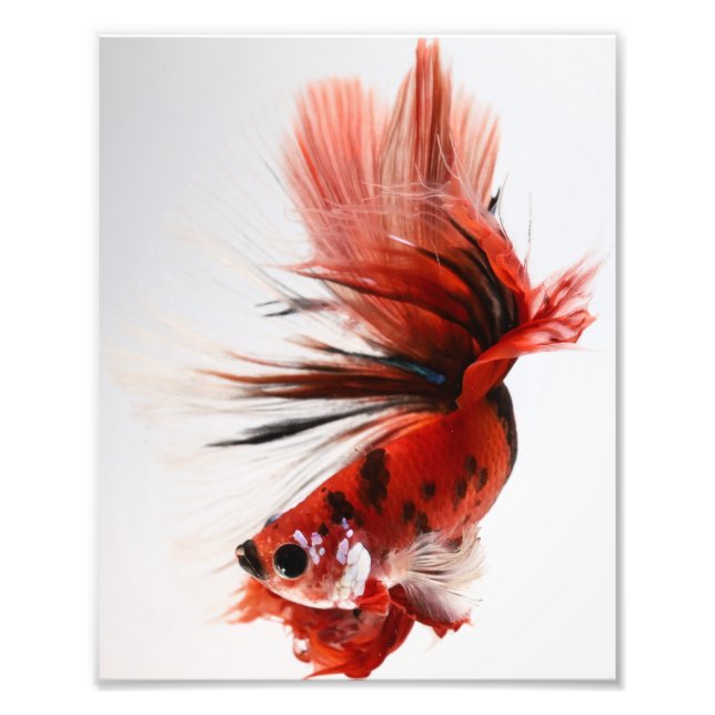 Impression Photo Koi demi-lune Betta Fish (Devant)