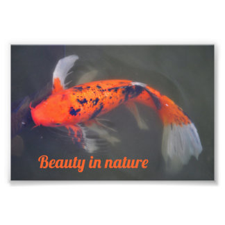 Impression Photo Koi, Pez Carpa
