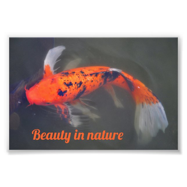 Impression Photo Koi, Pez Carpa (Devant)