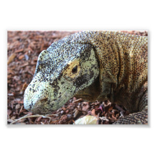 Impression Photo Komodo Dragon