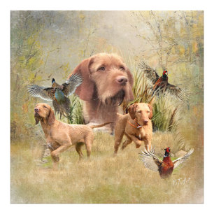 Impression Photo La À poils durs hongroise Vizsla