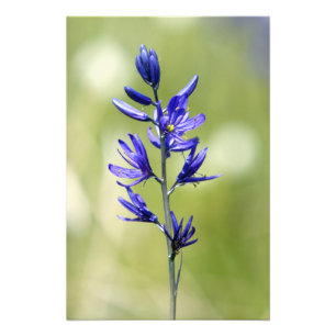 Impression Photo La fleur d'un lys camas dans le comté de Valley,