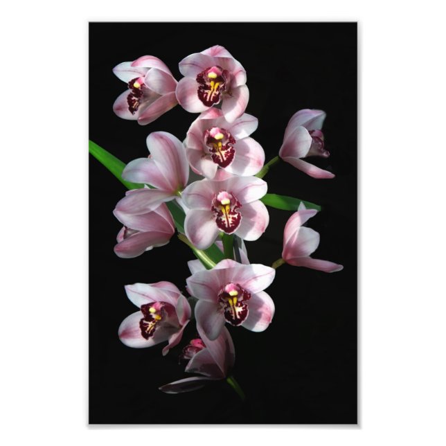 Impression Photo La folie des orchidées sur le noir (Devant)