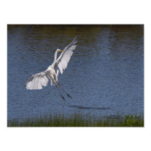 Impression Photo La grande aigrette