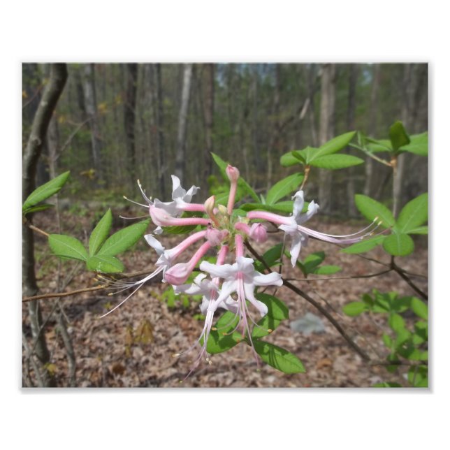 Impression Photo La montagne Azalea (Devant)