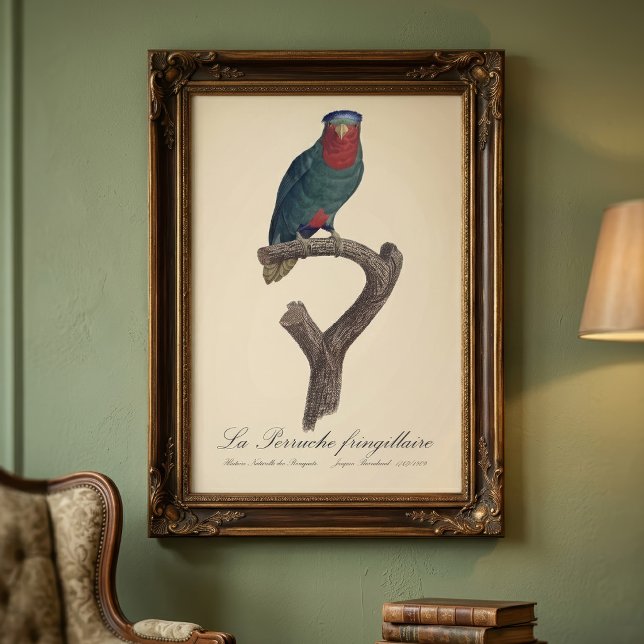 Impression Photo La Perruche fringillaire (Blue-Crowned Lorikeet, Vini Australis. Photo Print)