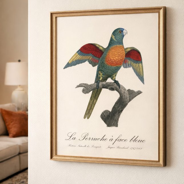 Impression Photo La Perruche une face bleue (Coconut Lorikeet, Trichoglossus haematodus. Photo Print)