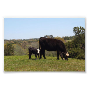 Impression Photo La vache et le veau de Mama au Texas