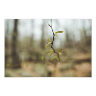 Impression Photo La vie verte