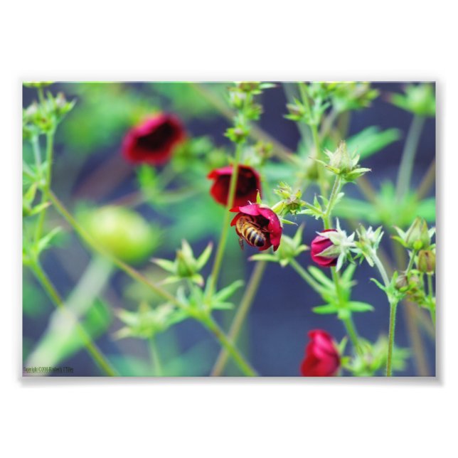 Impression Photo L'abeille à la fleur rouge (Devant)