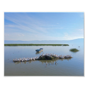 Impression Photo Lac Chapala Pelicans