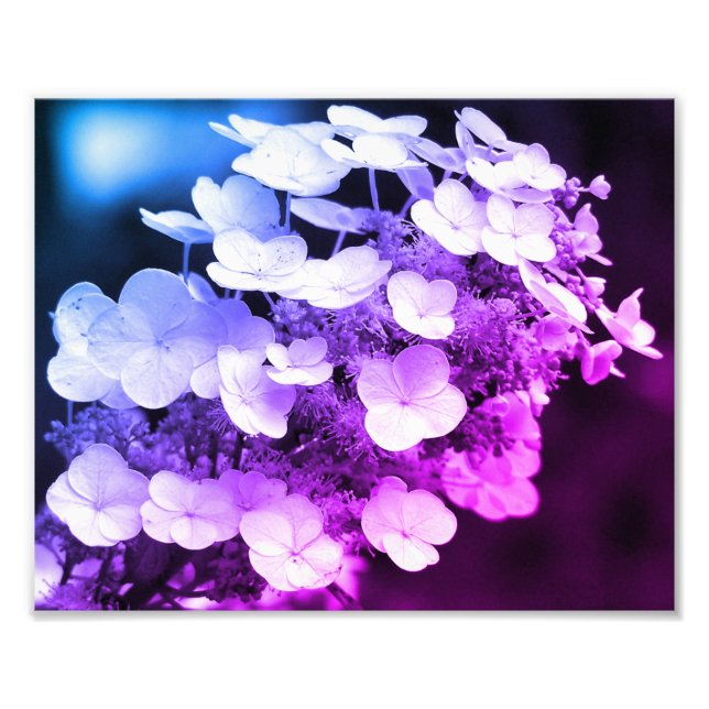 Impression Photo Lacecap Hydrangea Couleur Noir Et Blanc Tint (Devant)