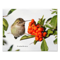 L'adorable colibri Anna sur Berry Bush