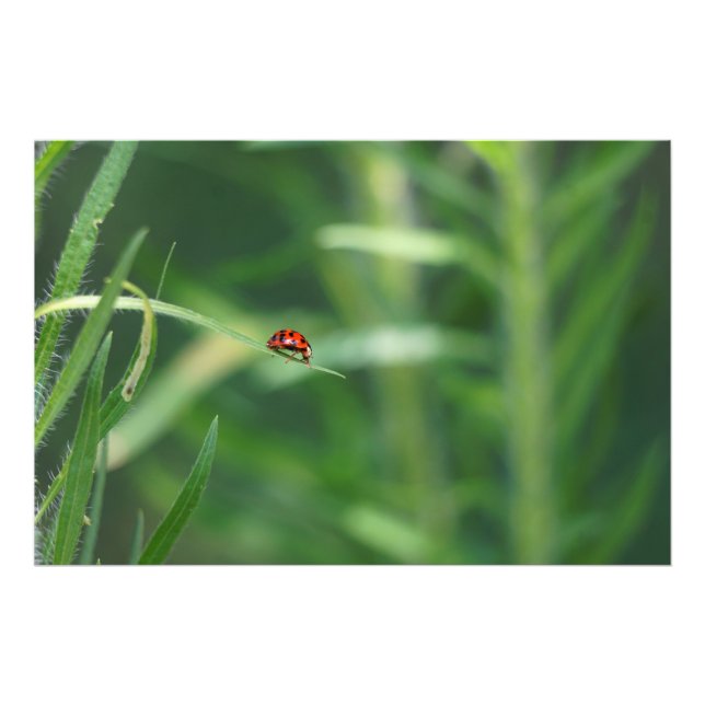 Impression Photo Lady Bug (Devant)