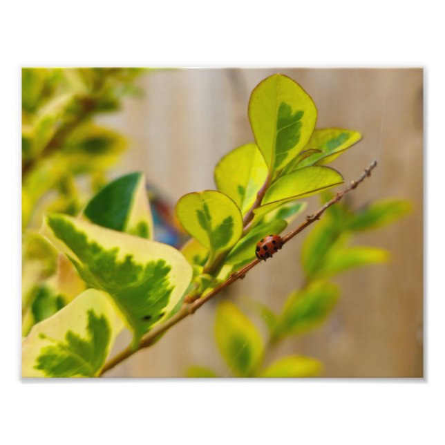 Impression Photo Ladybird (Devant)