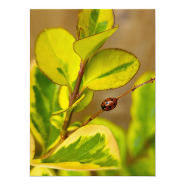 Impression Photo Ladybird (Devant)