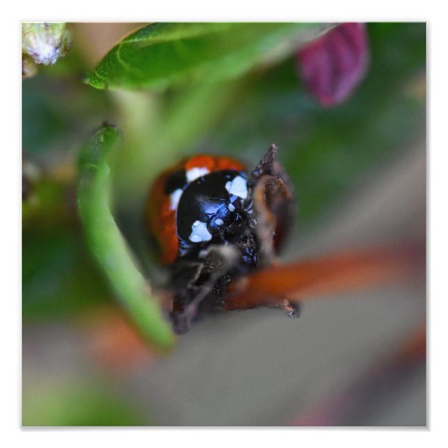 Impression Photo Ladybird (Devant)