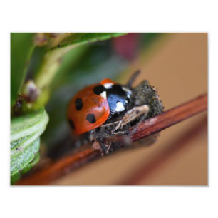 Impression Photo Ladybird