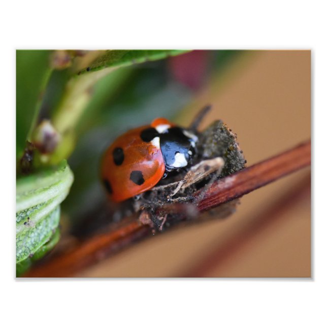 Impression Photo Ladybird (Devant)