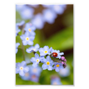 Impression Photo Ladybird sur Forget-me-not Print 5x7"