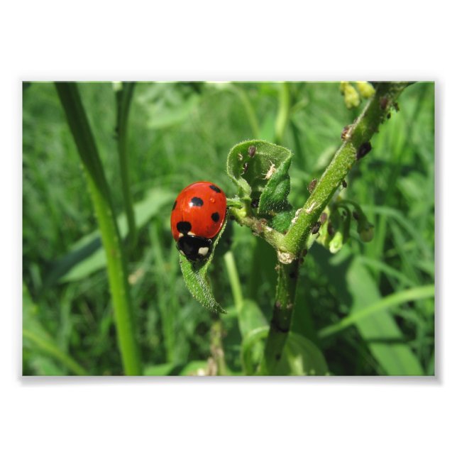 Impression Photo Ladybug et Aphides (Devant)