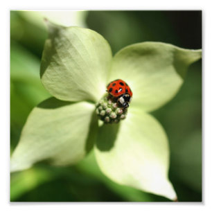 Impression Photo Ladybug sur Dogwood Flower 10x8 Nature