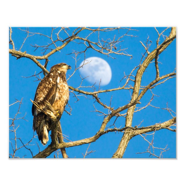 Impression Photo L'aigle à tête blanche juvénile et la lune (Devant)