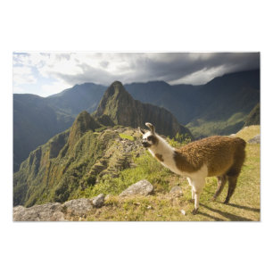 Impression Photo Lamas et un regard sur Machu Picchu,