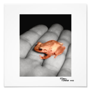 Impression Photo L'amphibien.