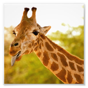 Impression Photo Langue de la girafe